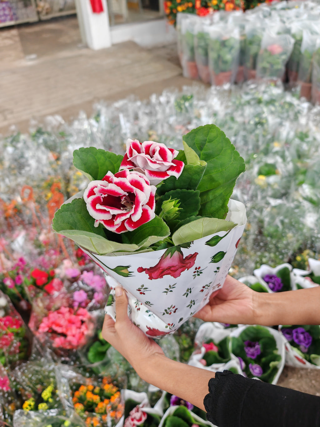 Gloxinia / Sinningia 大岩桐 150p