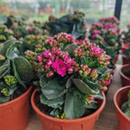 Kalanchoe 万紫千红