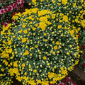 Chrysanthemum Gypsophilla P310 菊花满天星