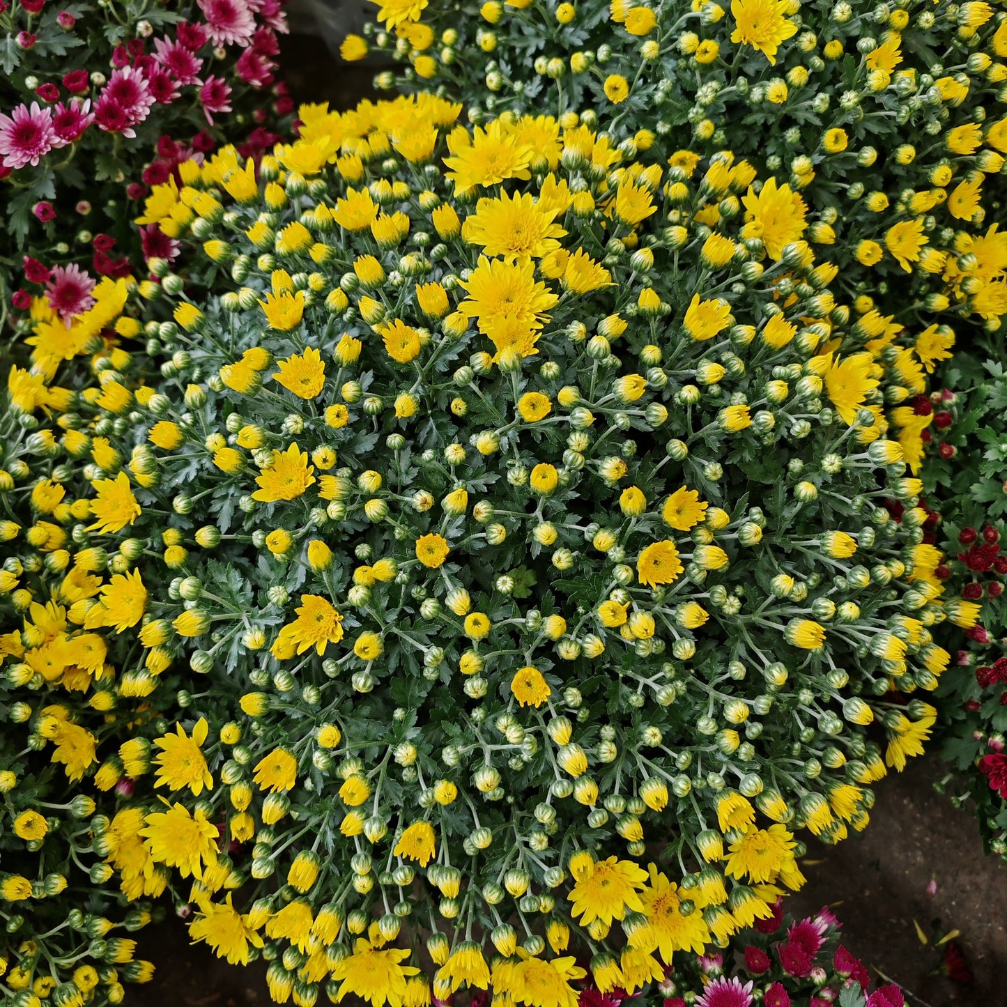 Chrysanthemum Gypsophilla P310 菊花满天星