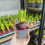 Hyacinthus 风信子 1pp