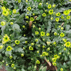 Chrysanthemum Pom-Pom (10寸盆) 菊花