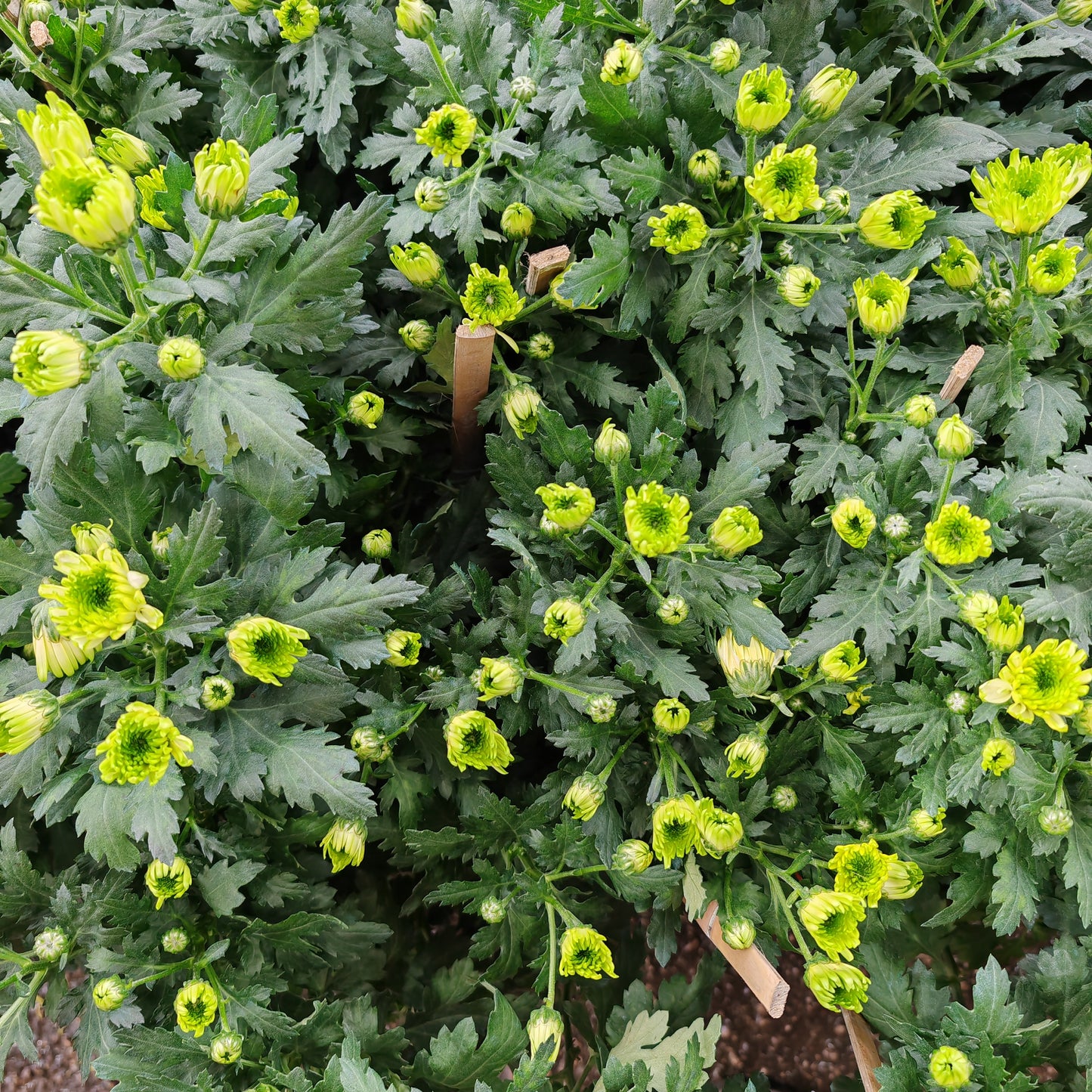 Chrysanthemum pom-pom (10寸盆) 菊花