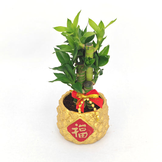 CNY26-GF10 Gold Full - 5in1