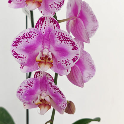 Phalaenopsis Orchid Purple Dots Big Single Stem