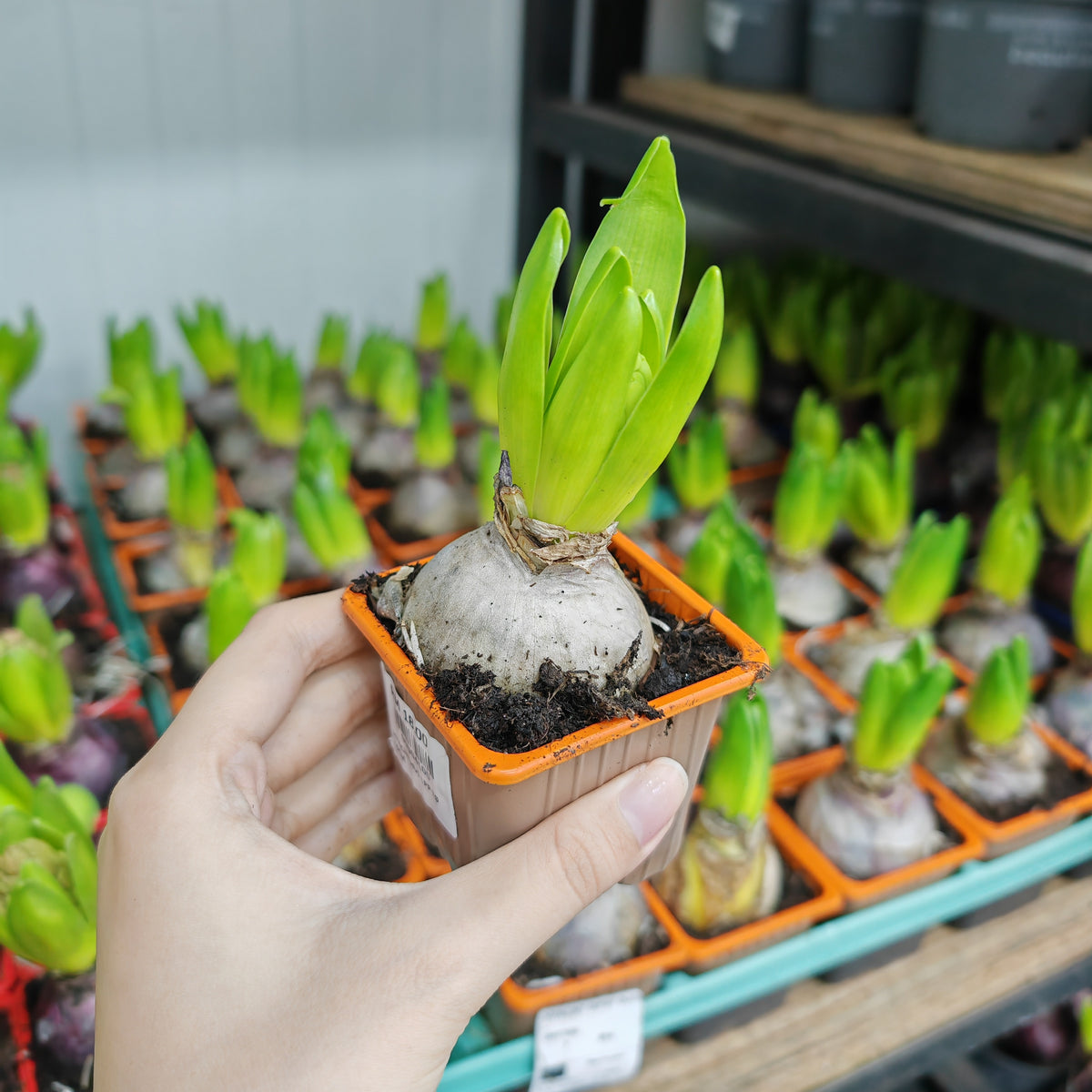 Hyacinthus 风信子 1pp