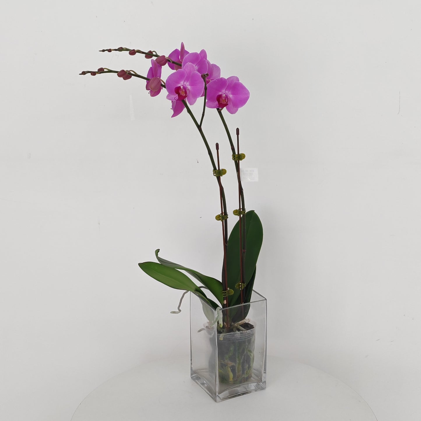 Phalaenopsis Orchid Light Purple Medium Double Stems