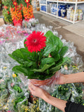 Daisy / Gerbera 非洲菊 150p
