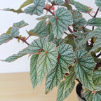 Begonia Don Miller