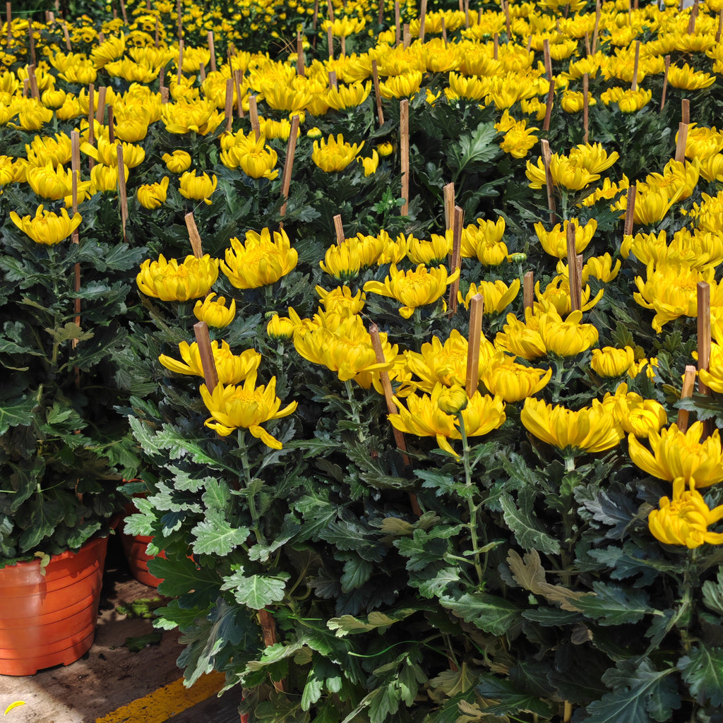 Chrysanthemum Disbud Mum 菊花