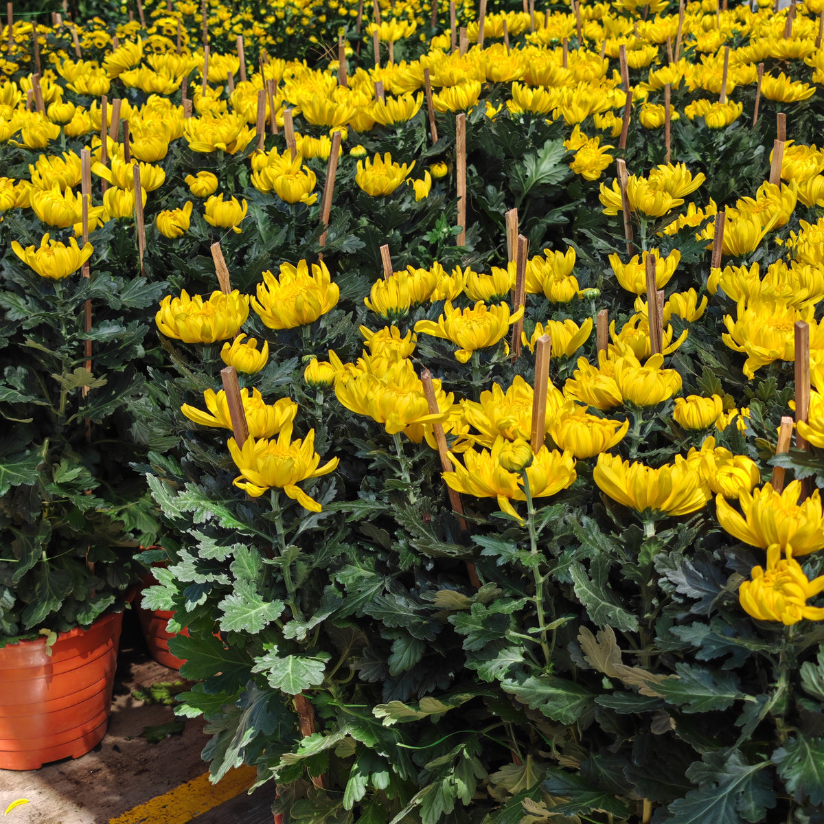 Chrysanthemum Disbud Mum 菊花