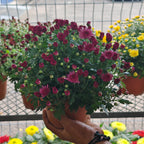 Chrysanthemum Gypsophilla P150  菊花满天星