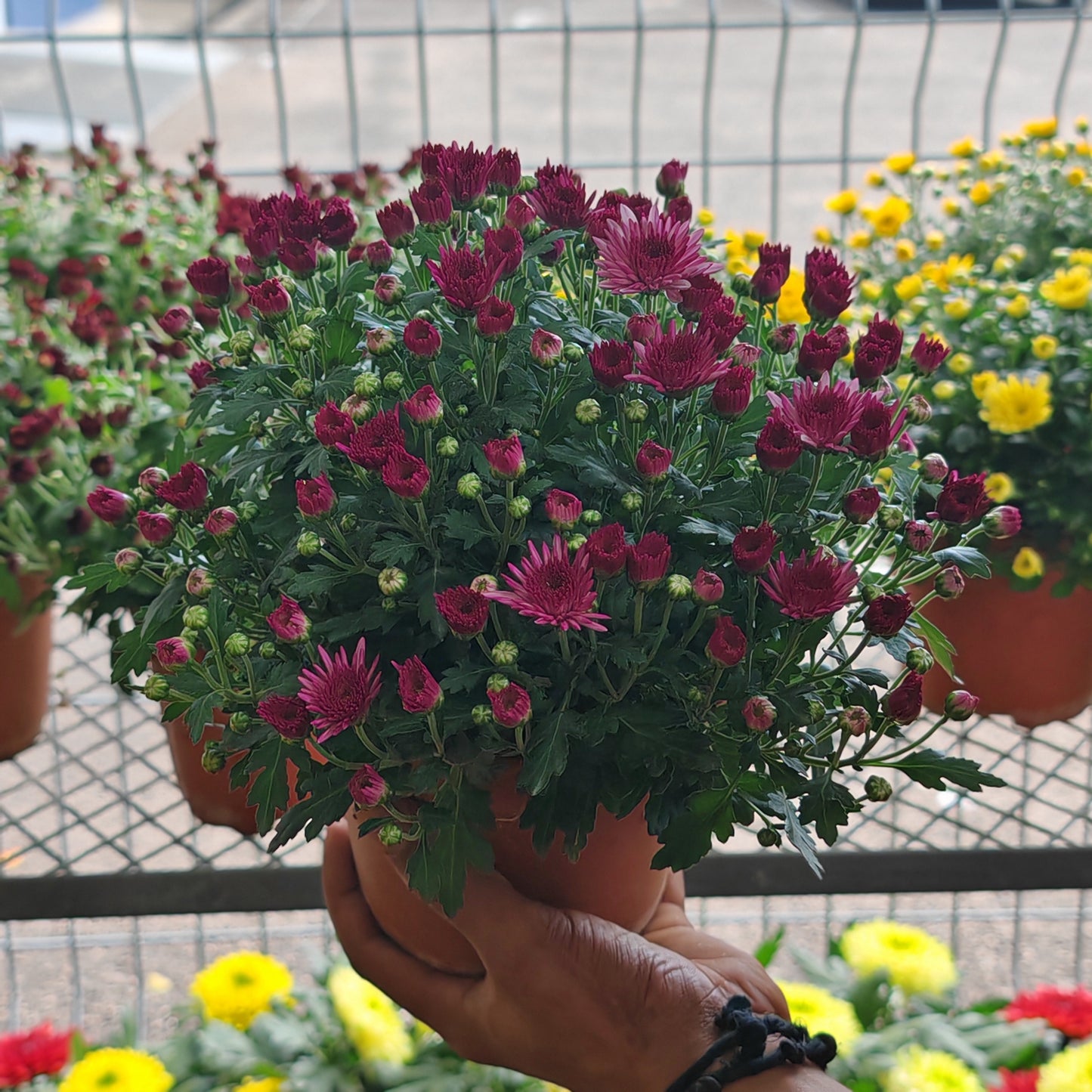 Chrysanthemum Gypsophilla P150  菊花满天星