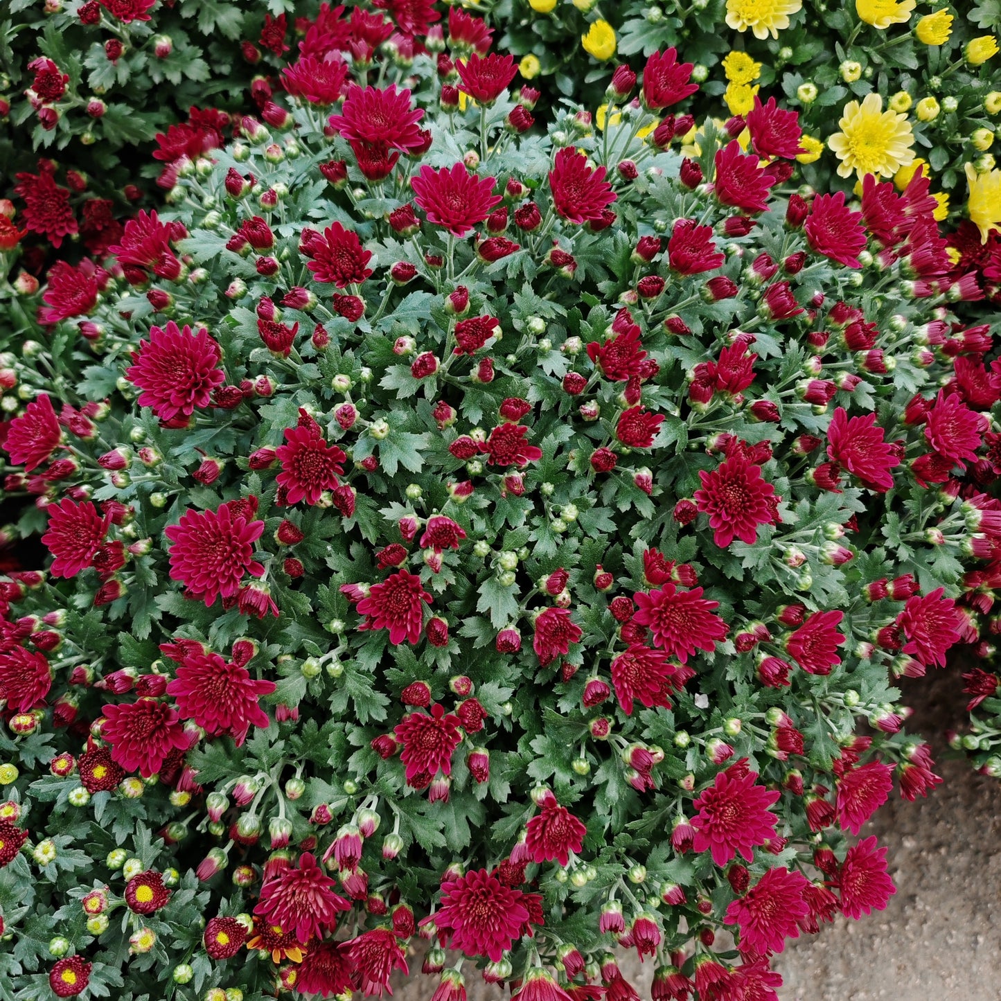 Chrysanthemum Gypsophilla P310 菊花满天星