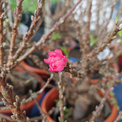 Cherry Blossom Plant - Small 樱花树