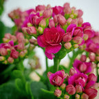 Kalanchoe 万紫千红 (Big) 2025