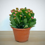 Kalanchoe 万紫千红 (Big) 2025