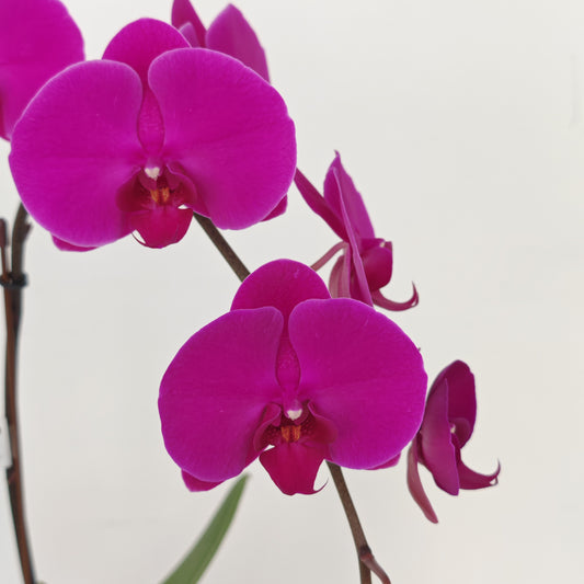 Phalaenopsis Orchid Purple Medium Double Stems