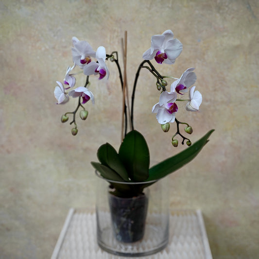 Phalaenopsis Orchid White Tone Purple Double Stem Small