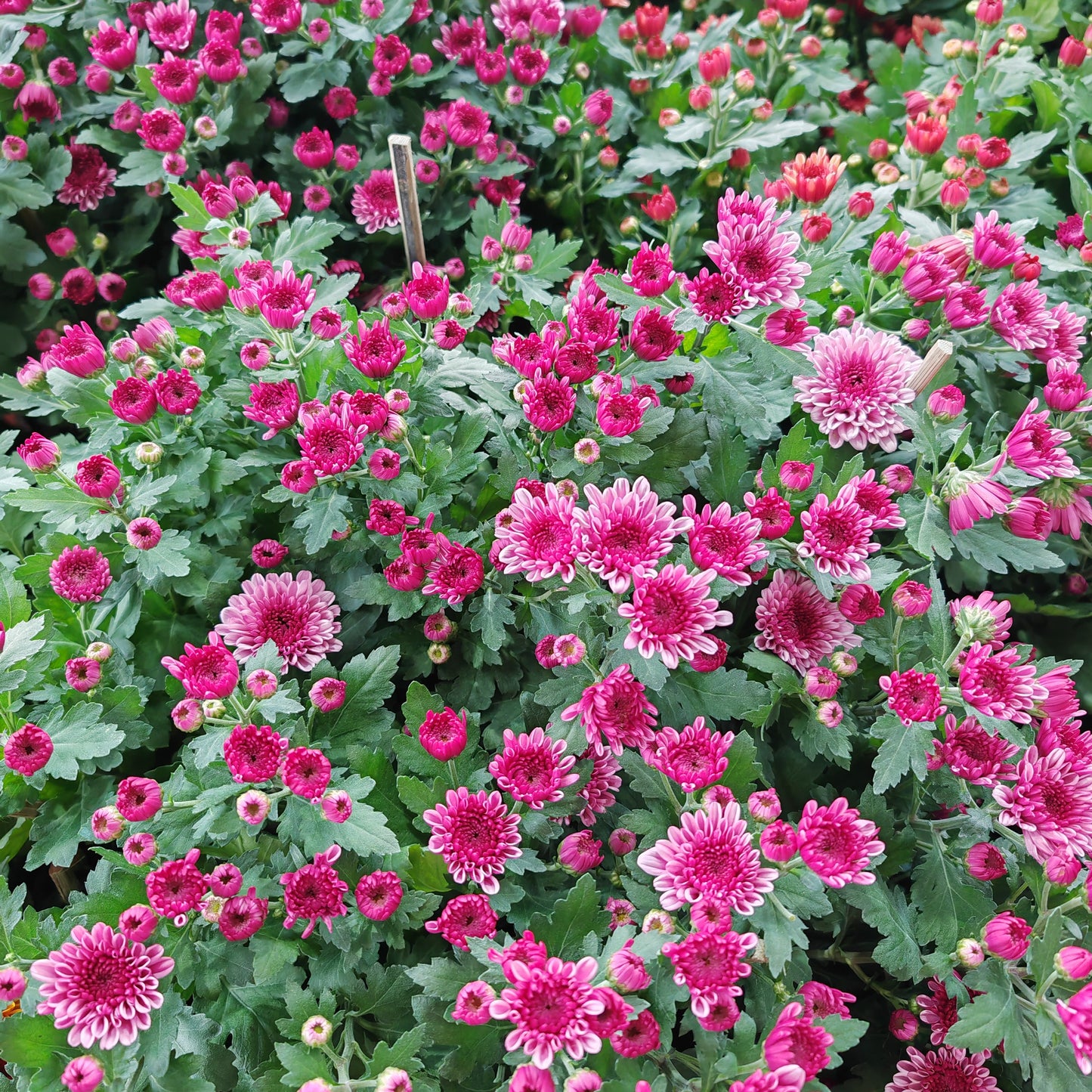 Chrysanthemum pom-pom (12寸盆) 菊花