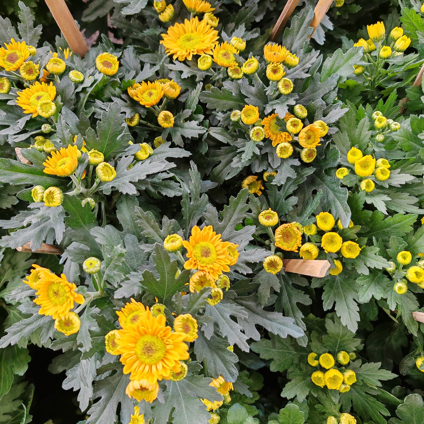 Chrysanthemum pom-pom (10寸盆) 菊花