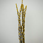 银柳 Pussy Willow Yellow (5Ft) - (10 Stems)