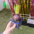 Hyacinthus 风信子 1pp