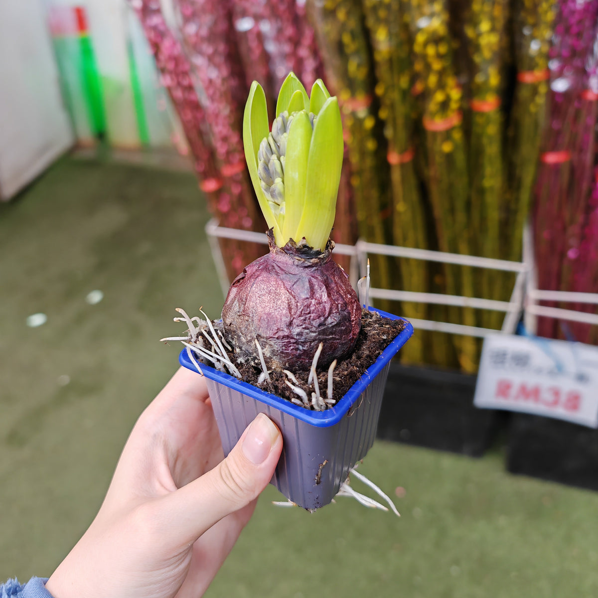 Hyacinthus 风信子 1pp