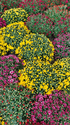 Chrysanthemum Gypsophilla P310 菊花满天星