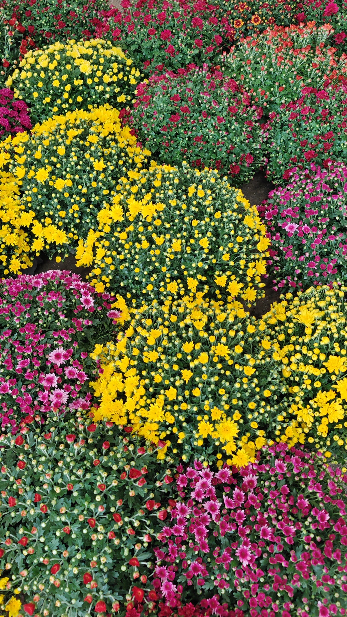 Chrysanthemum Gypsophilla P310 菊花满天星