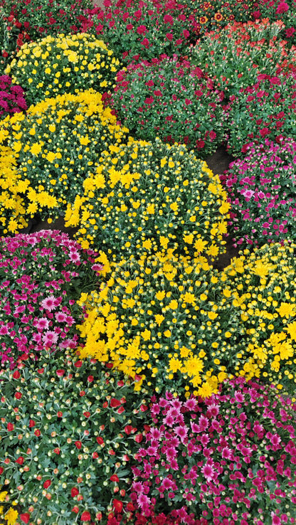 Chrysanthemum Gypsophilla P310 菊花满天星