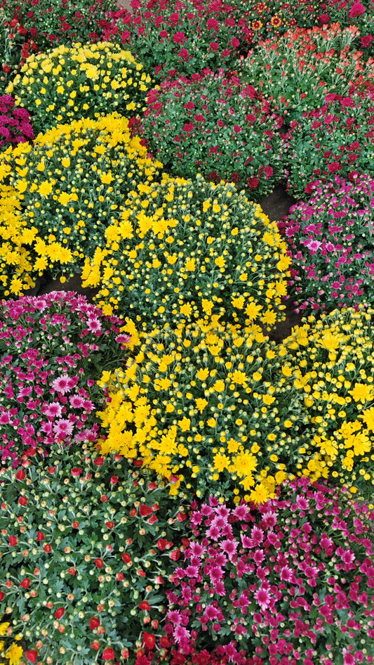 Chrysanthemum Gypsophilla P310 菊花满天星