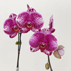 Phalaenopsis Orchid White Dots Purple Big Single Stem