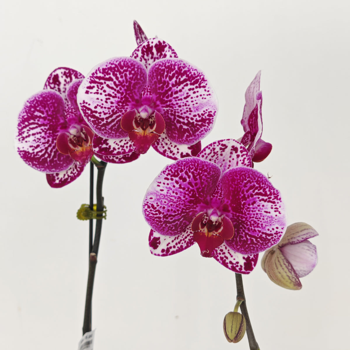 Phalaenopsis Orchid White Dots Purple Big Single Stem