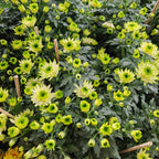Chrysanthemum Pom-Pom (12寸盆) 菊花