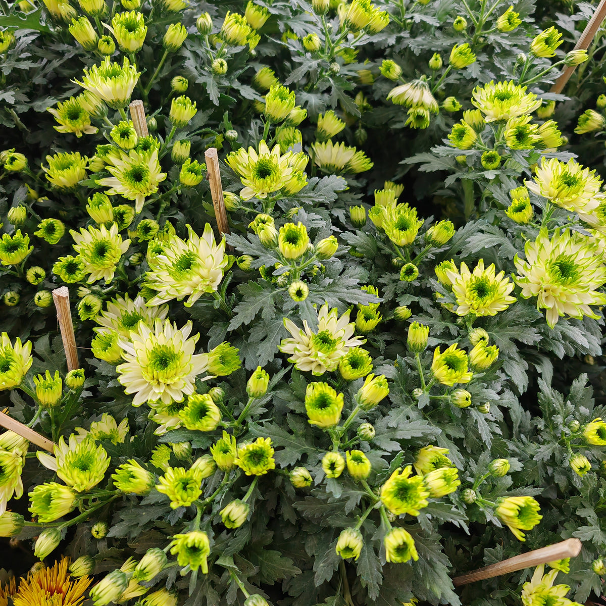 Chrysanthemum Pom-Pom (12寸盆) 菊花