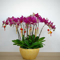 CNY Phalaenopsis Arrangement 2025 #13