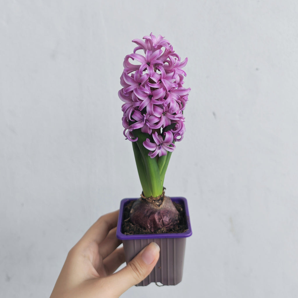 Hyacinthus 风信子 1pp