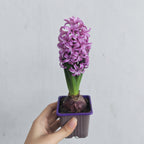 Hyacinthus 风信子 1pp