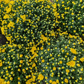 Chrysanthemum Gypsophilla P210 菊花满天星