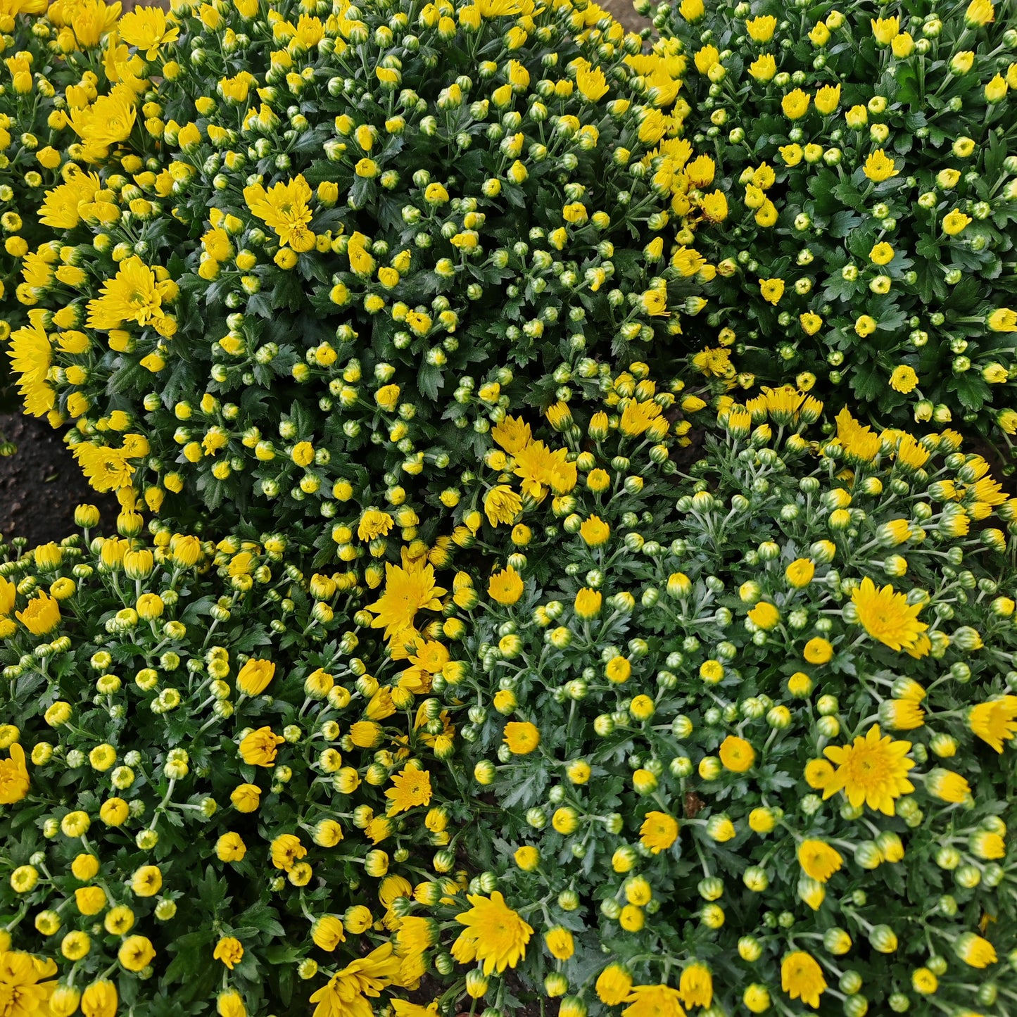 Chrysanthemum Gypsophilla P210 菊花满天星