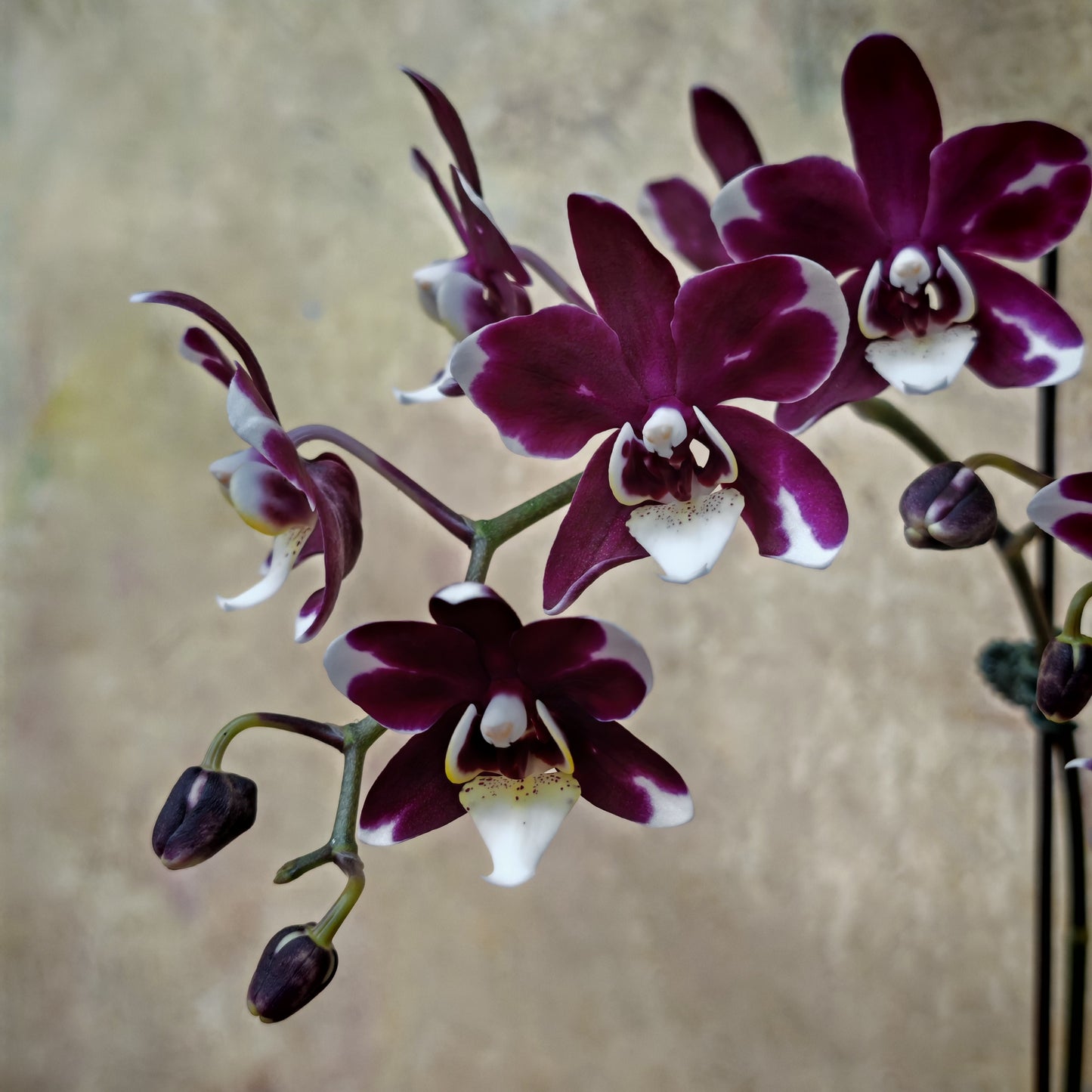 Phalaenopsis Orchid Burgundy Double Stem Small