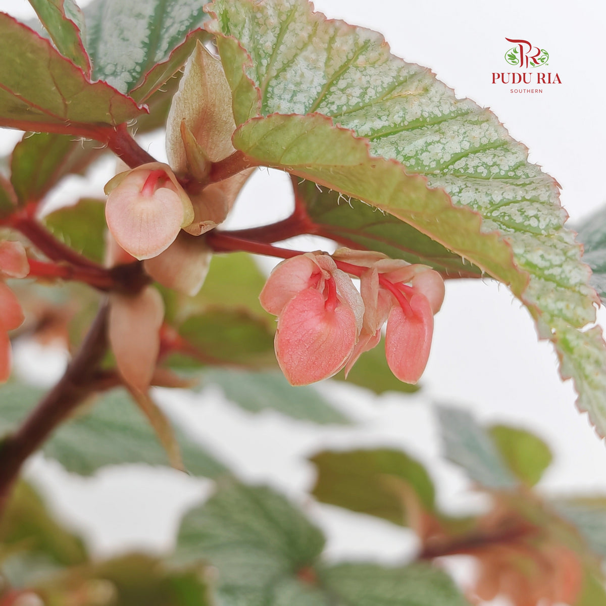Begonia Don Miller
