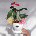CNY Potted Plant Arrangement 2024#47