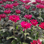 Chrysanthemum Disbud Mum 菊花