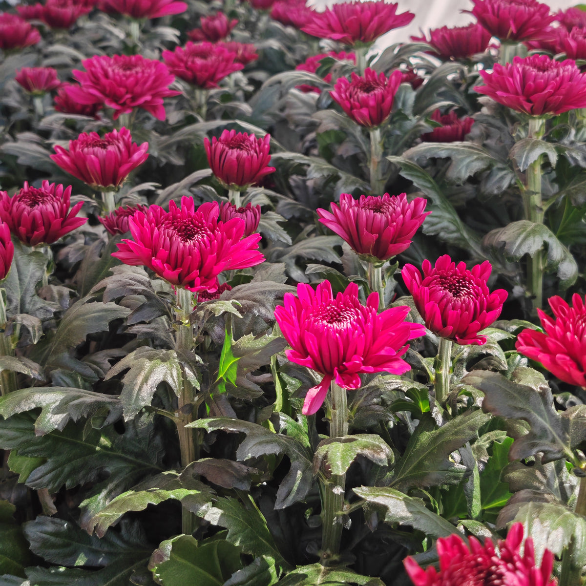Chrysanthemum Disbud Mum 菊花
