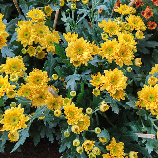 Chrysanthemum pom-pom (12寸盆) 菊花