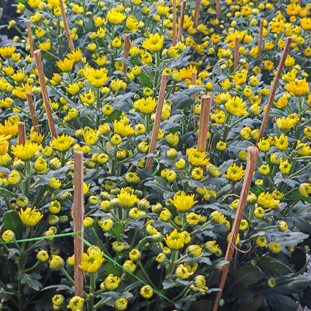 Chrysanthemum Pom-Pom 菊花