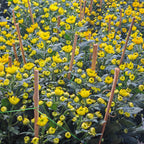 Chrysanthemum Pom-Pom 菊花