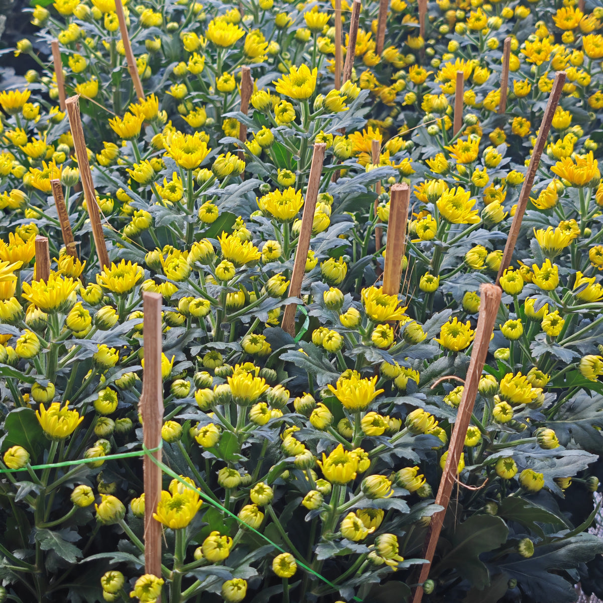 Chrysanthemum Pom-Pom 菊花